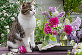 Katze neben Blumensträusschen aus Fliederblüten (Syringa) Rose 'Fräulein Maria', Bärlauchblüten, Waldmeister