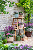 Etagere mit Thymian, Nelken, Bouvardia, Ziersalbei 'Marvel Rose' in Töpfen auf der Terrasse