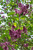 Fliederblüte 'Sensation' (Syringa Vulgaris) am Strauch, close-up