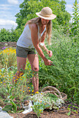 Woman cutting yarrow (Achillea) in flower bed and cat next to dyer's chamomile (Anthemis tinctoria)