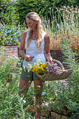 Frau schneidet Schafgarbe (Achillea), Oregano (echter Dost)  und echtes Johanniskraut (Hypericum perforatum) im Garten