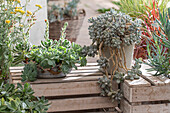 Echiverien (Echeveria agavoides) und Mondstein (Pachyphytum oviferum) im Topf auf der Terrasse