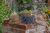 Dried blue safflower, curry herb, ornamental garlic and poppy seed capsules on a garden wall