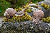 Vineyard snails on moss, close-up