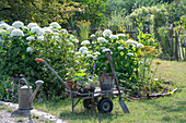 Perennial bed with Annabell hydrangea, Patagonian verbena, borage, dost and St John's wort