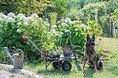 Staudenbeet mit Hortensie 'Annabell' (Hydrangea Arborescens), Patagonisches Eisenkraut, Borretsch, Dost und Johanniskraut, Schubkarre und Hund