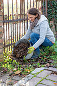 Woman gardening in autumn, wintering clematis (Clematis x jackmanii)