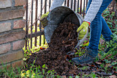 Woman gardening in autumn, wintering clematis (Clematis x jackmanii)