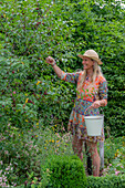 Woman harvesting cherries in enamel bucket in summer garden