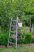 Harvested cherries in enamel bucket hanging on ladder in summer garden