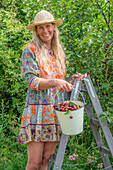 Frau erntet Kirschen (Prunus Avium) in Emaille-Eimer im sommerlichen Garten