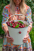 Woman harvesting cherries (Prunus Avium) in enamel bucket in summer garden