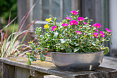 Portulaca (Portulaca grandiflora) in a silver bowl on the terrace