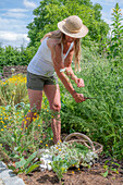 Frau erntet Schafgarbe (Achillea) im Gartenbeet