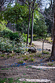 Forest path with flowering bluestem (Scilla siberica) in spring