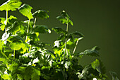 Frischer Koriander vor grünem Hintergrund