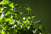 Fresh coriander against a green background