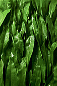 Close-up of fresh wild garlic leaves with drops of water