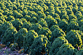 Field with cultivated kale in the evening sun