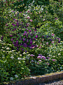 Rosengarten mit Clematis und Hortensien in voller Blüte