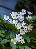 Wildrosenblüten (Rosa) im Garten