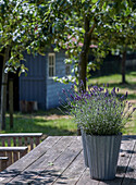 Lavendel (Lavandula) in Übertöpfen aus Zink auf Holztisch im Garten