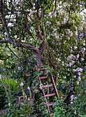 Leiter an blühendem Apfelbaum im sommerlichen Garten