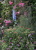 Gartenecke mit blühendem Rittersporn (Delphinium) und Rosen