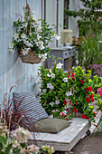 Patio seating area with Diplandenia (Mandevilla) in a pot and hanging basket, and red lamp grass (Pennisetum advena)