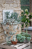 Mondstein (Pachyphytum oviferum), Senecio Blue (Senecio Serpens) und Echeverien (Echeveria agavoides) in Töpfen und in altem Waschbecken auf der Terrasse