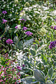 Wild carrot, Byzantine rockcress (Stachys byzantina) and Patagonian verbena (Verbena bonariensis) in a flower bed