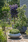 Gentian bush (Lycianthes rantonnetii), summer jasmine, Patagonian verbena and star moss in planters on the patio