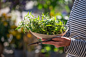 Woman carrying female nettle (Urtica) in a bowl