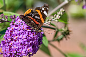 Hummel auf Sommerflieder (Buddleja), Portrait