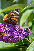 Schmetterling Admiral (Vanessa atalanta) auf Sommerflieder (Buddleja), Portrait