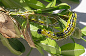 Box tree moth caterpillar (Cydalima perspectalis), pest on boxwood