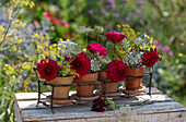 Dalias (Dahlia), wild carrot and fennel flowers in flower pots on the patio