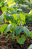 Beans in a bed (Phaseolus vulgaris) with flowers, close-up