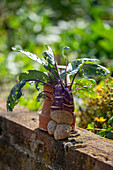 Lustig gewachsener Kohlrabi (Brassica oleracea) auf Mauer, Stillleben