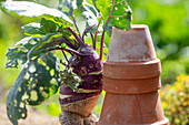 Funny grown kohlrabi (Brassica oleracea) on a wall, still life