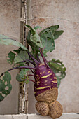 Lustig gewachsener Kohlrabi (Brassica oleracea) auf Fenstergitter, Stillleben