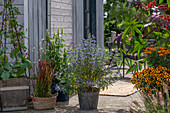 Terrace with miracle tree, helenium, bearded flower, Japanese blood grass 'Red Baron', magnificent candle, scented nettle, chrysanthemum, bindweed funnel bindweed 'Romoea purpurea'