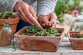 Argentinisches Eisenkraut (Verbena bonariensis), Anzucht und pikieren