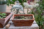 Argentine verbena (Verbena bonariensis), growing in pots