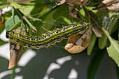 Buchsbaumzünsler (Cydalima perspectalis), Schädling auf Buchsbaum