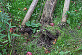 Apple tree uprooted by the storm with supporting posts and apples on the ground in the garden, close-up