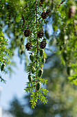 Branch of hemlock (Tsuga) with old and young cones