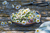 Individual flowers, daisies (Bellis perennis) and little brown lily (Prunella vulgaris) prepared for drying for tea