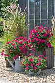 Verbena with feather bristle grass in a pot on a summer gravel terrace