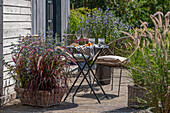 Pflanztöpfe auf Holzterrasse mit Bartblume (Caryopteris), rotem Lampenputzergras 'Rubrum' und japanischem Blutgras vor Sitzplatz